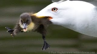 An unexpected show of hunting skills from a seagull thats attacking and eating a duckling to dine🐤🦅 [upl. by Markman]