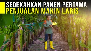 Sedekahkan Hasil Panen 1 Ton Pisang Cavendish Jadi Pintu Rezeki Penjualan Makin Laris [upl. by Perle993]