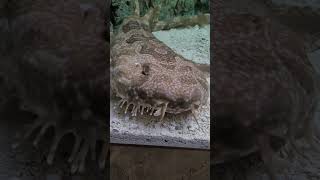 Amazing Wobbegong shark so cool [upl. by Vitale435]