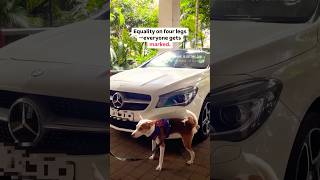 He spared none 🤣🤣🤣doglover funny indiedogbreed pets [upl. by Kcirdde]