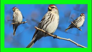 Common Redpoll Bird Song Call Sound Voice Chirping  Pardillo Sizerín Canto  Acanthis Flammea [upl. by Vivl]