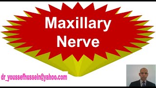 Maxillary Nerve  Pterygopalatine Ganglia [upl. by Esiled852]