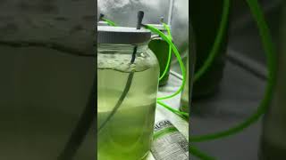 Phytoplankton Culture X3 Day 3 Update [upl. by Cogn]