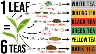 Tea Processing Explained in Full How Raw Tea Leaves are Transformed into the 6 Major Tea Types [upl. by Ardnuassak]