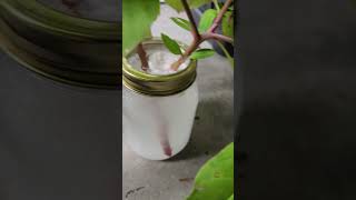 Propagating American Pokeweed gardening [upl. by Gervase901]