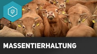 Massentierhaltung Vorteile Nachteile und Folgen  Landwirtschaft in Industrieländern 6 [upl. by Vod]