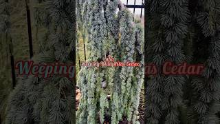 Cedrus atlantica “Pendula Glauca” aka “Weeping Blue Atlas Cedar … conifer evergreen cedar [upl. by Fidelio]