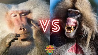 The Ultimate Showdown Baboon vs Gelada Fight to the Finish [upl. by Nairolf]