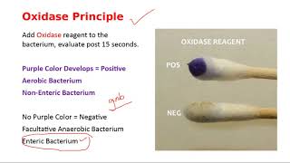 Oxidase Test Phenylalanine Deaminase and Decarboxylase Tests [upl. by Hendrix991]