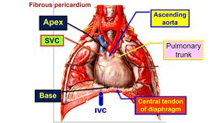 Fibrous pericardium  Pericardial sinuses [upl. by Baker]