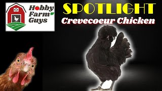 HFG Farm Animal Spotlight Crevecoeur Chicken [upl. by Ymaj581]