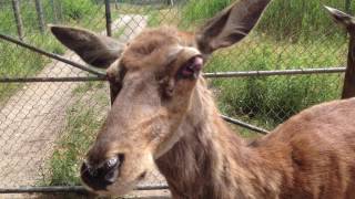 LCA Marineland Canada Investigation Leads to 11 Counts of Animal Cruelty [upl. by Aicilf]