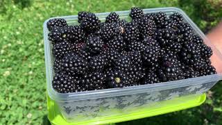 °9 Blackberry Harvest  and a small review of the blackberry trellis [upl. by Aikemal]