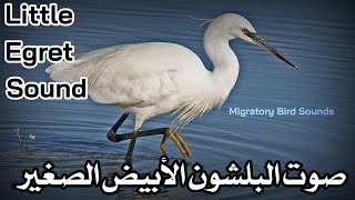 صوت البلشون الأبيض الصغير المصفق  Little Egret Sound [upl. by Ainatit]