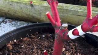 Arum Hellebores and pruning winter dogwoods [upl. by Theodoric97]