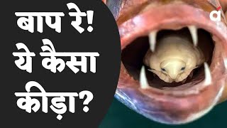 Stunned Fisherman Finds TongueEating Parasite  Shocking  Viral News  Hindi News [upl. by Rehpoitsirhc]