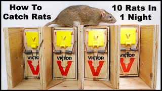 The Best Way To Trap Rats The Ultimate Rat Trapping System Mousetrap Monday [upl. by Iddet649]