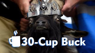 30Cup Buck  Bucklington [upl. by Atinahc]