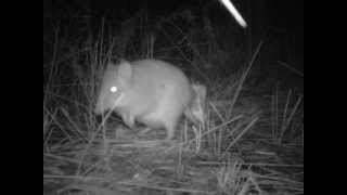 Longnosed Potoroo Nadgee Nature Reserve [upl. by Akimihs]