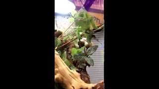 Sticky Tounged Mellers Chameleon at The Reptile Zoo [upl. by Etteniotna]