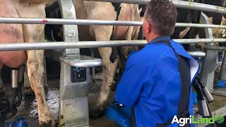 Milking 250 cows through a 40unit rotary parlour [upl. by Geffner]