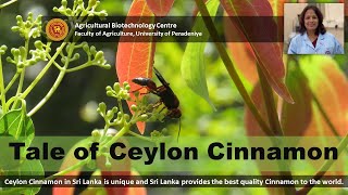 Tale of Ceylon Cinnamon Cinnamomum zeylanicum  Agricultural Biotechnology Centre [upl. by Lednahc]