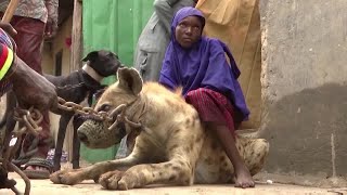 Nigerias hyena culture clashes with conservation [upl. by Adolph]