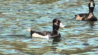 Ringnecked Duck Trelusback Farm Penhalvean nr Stithians Cornwall 1 4 2012 [upl. by Sardella]