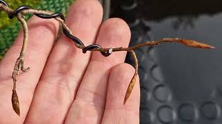 Prebonsai de fagus sylvatica hinchando yemas a 18032024 [upl. by Eicaj740]