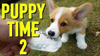 PUPPY MEMORIES  Topi the Corgi [upl. by Tnomal]