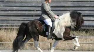 Icelandic Horses [upl. by Sinne961]