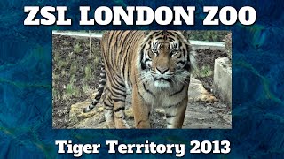 ZSL London ZooTiger Territory [upl. by Tnert]