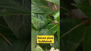 Balsam Gulmehndi gardening homecomposting plants garden flowres compostmagic yt flowers [upl. by Hadlee]