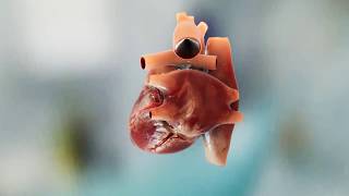 Heart beating animation Anatomy 3D heart animation in Virtual Reality [upl. by Kumler]