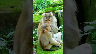 Best Clip Of Adorable Monkey Libby Family monkeyfamily monkey cute animals babymongkey [upl. by Ecaroh]