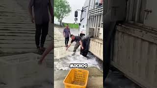 Pescadores luchan contra la PRESIÓN del agua para salvar a los peces 😱 [upl. by Schuster]