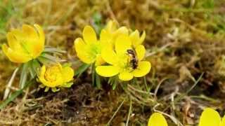 Wildbiene amp Winterling  Wild Bee on Winter Aconite [upl. by Clarke307]