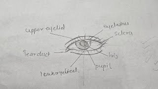 Easy Method to Draw Eye Outline  StepbyStep Tutorial  In Hindi [upl. by Garda]