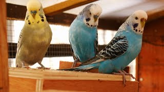 Over 2 Hours of Budgies Playing Singing and Talking in their Aviary [upl. by Ahseiym]