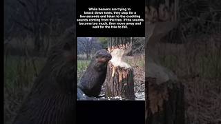 Beaver knocking down a tree💪 beavers beaver  animals strong youtubeshorts [upl. by Terti739]