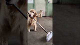 Golden retriever is cleaning with a broom😷 [upl. by Enilrem913]