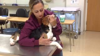 Restraining a dog for a jugular venipuncture [upl. by Swiercz]