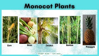 Monocot Plants Examples Monocotyledon monocotyledonous plants  Mommy Merai [upl. by Nica82]