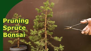 How to prune Spruce bonsai in development [upl. by Chiaki]