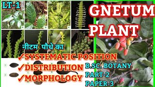 GNETUM Systematic Position distribution amp MorphologyBSc Part2 Botany Lt1brabihar University [upl. by Eldnik]