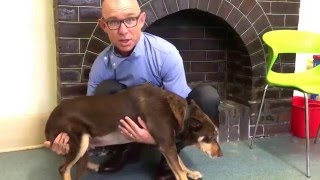 How to lift a dog after surgery [upl. by Cranford]