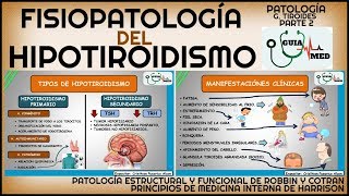 HIPOTIROIDISMO FISIOPATOLOGÍA  GuiaMed [upl. by Berard69]