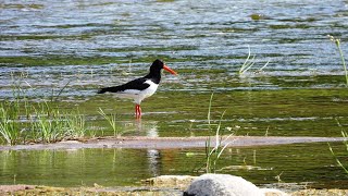 Jūršarkė  Haematopus ostralegus  Eurasian Oystercatcher  Куликсорока [upl. by Petulah]