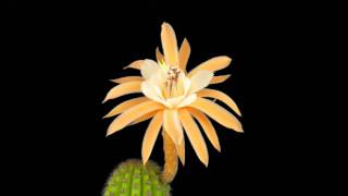 Hildewintera Hybrid  Hildewintera x Echinopsis  Timelapse [upl. by Romy]