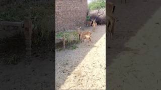 Gazelles speed 130kmph 😱😱 animals [upl. by Tansey]